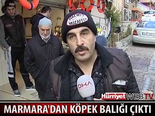MARMARA'DAN 600 KG AĞIRLIĞINDA KÖPEK BALIĞI ÇIKTI