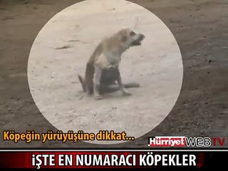 DÜNYANIN KONUŞTUĞU KÖPEKLER