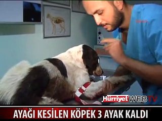 KÖPEK 3 BACAKLI KALDI