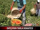 DATÇA'DA YETİŞİYOR ÇEVRE İLLERİN HABERİ BİLE YOK