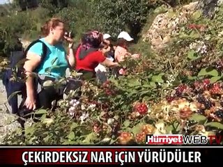 ÇEKİRDEKSİZ NAR İÇİN YÜRÜDÜLER