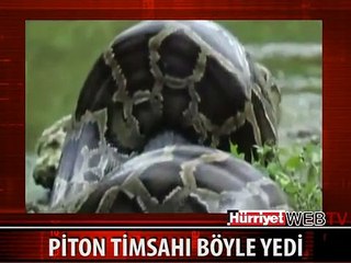PİTON TİMSAHI BÖYLE YEDİ