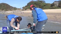 '몸살' 앓는 서해 섬‥쓰레기 수거 작전