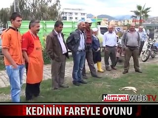 HINZIR KEDİ FAREYLE İŞTE BÖYLE OYNADI