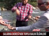 SALARHA DERESİ'NDE TOPLU BALIK ÖLÜMLERİ