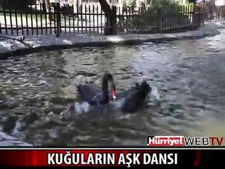KUĞULARIN AŞK DANSI GÖRENLERİ BÜYÜLEDİ
