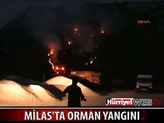 MİLAS'TA 3 AYRI NOKTADA ORMAN YANGINI