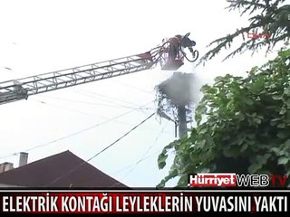 ELEKTRİK KONTAĞI LEYLEKLERİN YUVASINI YAKTI