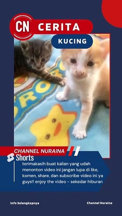 anak kucing berantem _ part 01