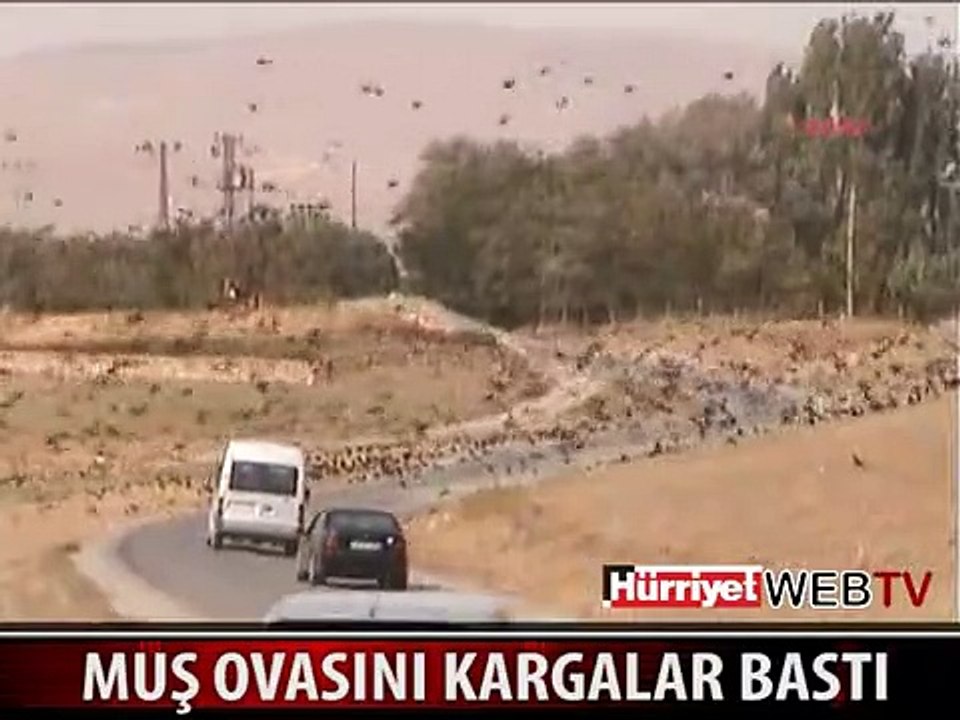 KORKU FİLMİ GİBİ! KOCA OVAYI KARGALAR İSTİLA ETTİ