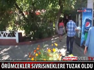 ÖRÜMCEK AĞLARI SİVRİSİNEKLERE TUZAK OLDU