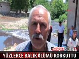 NİZİP'TEKİ ÇAYDA BALIK ÖLÜMLERİ KORKUTTU