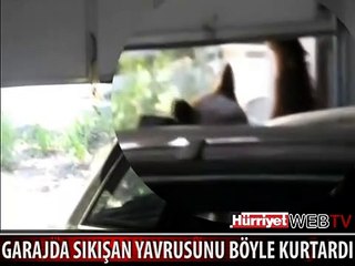 AYI GARAJDA SIKIŞAN YAVRUSUNU BÖYLE KURTARDI