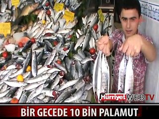 BİR GECEDE 10 BİN PALAMUT AVLADILAR
