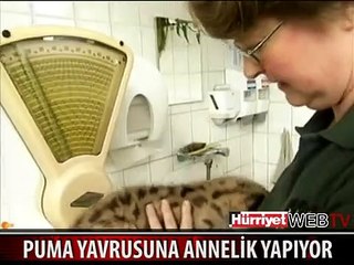 YAVRU PUMAYA ANNESİ BAKMAYINCA O BAKIYOR