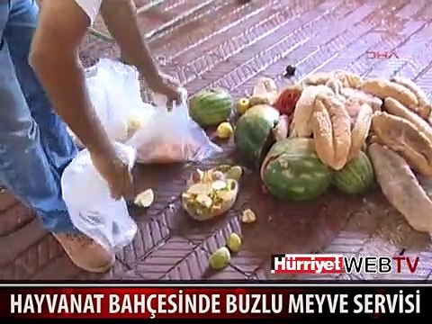 SICAKTAN BUNALAN HAYVANLARA BUZLU MEYVE SERVİSİ