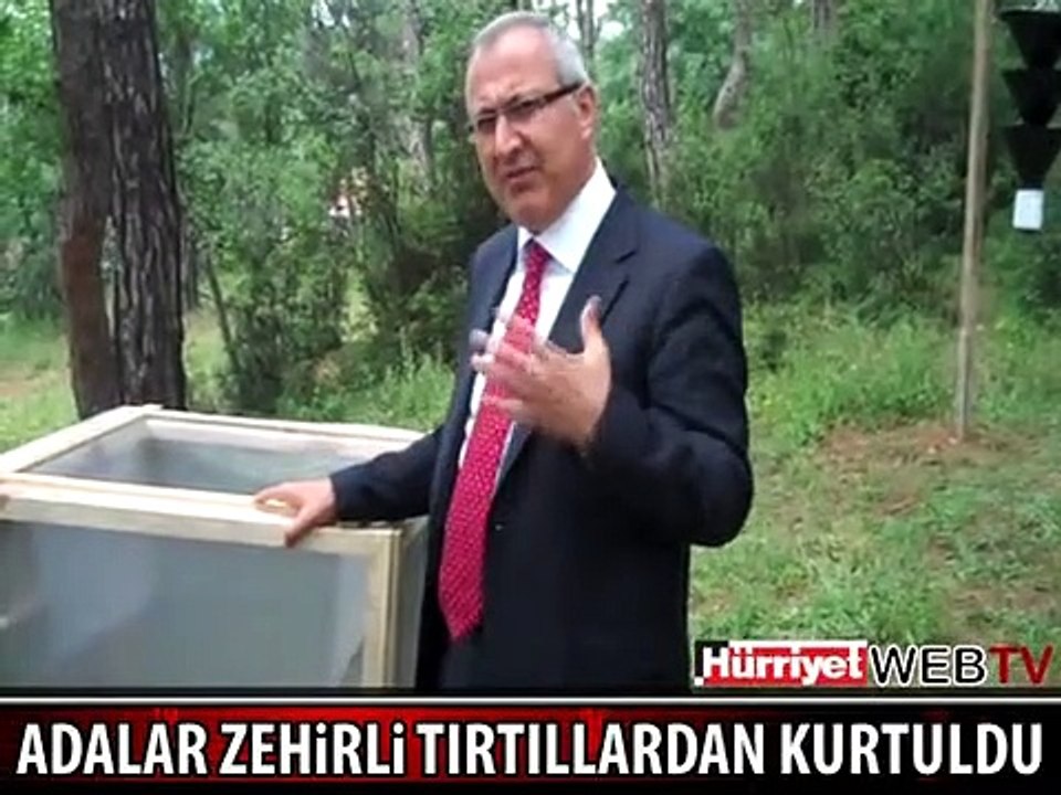 BÜYÜKADA'DA ALERJİ YAPAN TIRTILLAR YOK EDİLDİ
