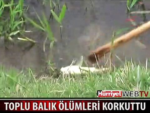 SAKARYA NEHRİ'NDE TOPLU BALIK ÖLÜMLERİ KORKUTTU