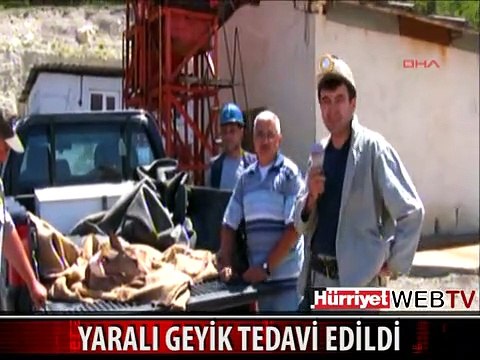 KÖPEKLERİN SALDIRISINA UĞRAYAN YAVRU GEYİK TEDAVİYE ALINDI