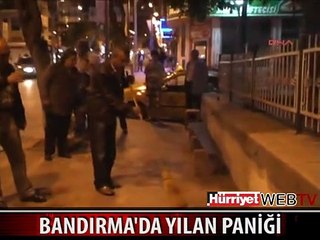 ZEHİRLİ YILANI SÜPÜRGEYLE BÖYLE YAKALADILAR