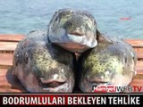 BODRUMLULARI BEKLEYEN BÜYÜK TEHLİKE