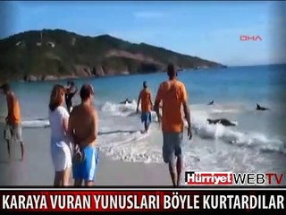YÜZLERCE YUNUS KARAYA VURDU