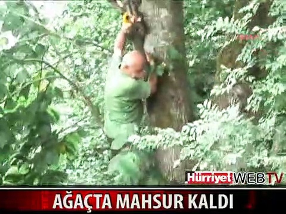 ÇIKTIĞI AĞAÇTAN İNEMEDİ