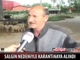 KOCAELİ'DE ŞAP SALGINI