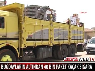 BUĞDAYLARIN ALTINDAN ÇIKTI