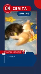 anak kucing berantem _  part 02