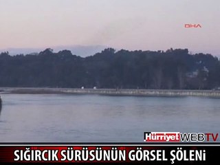 SIĞIRCIKLARIN GÖKYÜZÜNDE MUHTEŞEM DANSI