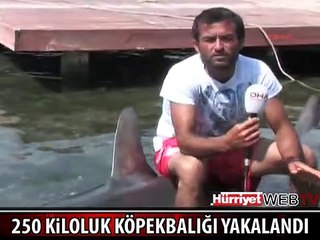 250 KİLOLUK KÖPEK BALIĞI YAKALANDI