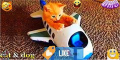 Cute Baby Cats - Funny Cat Videos Compilation - Funniest Cats and Dogs  2022 - cute cat video # (4)
