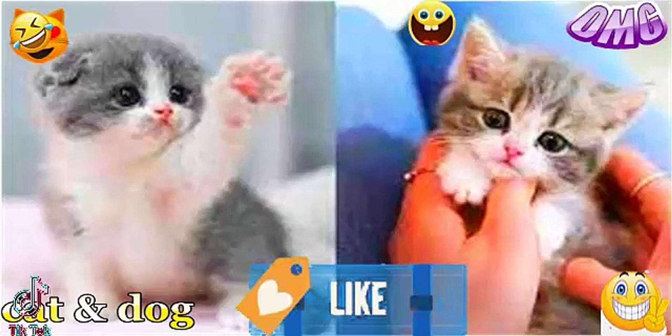 Funny cat hotsell videos dailymotion
