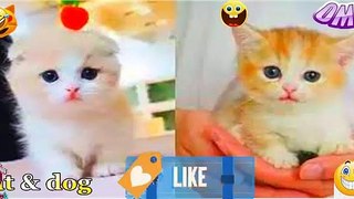 Cute Baby Cats - Funny Cat Videos Compilation - Funniest Cats and Dogs  2022 - cute cat video # (7)