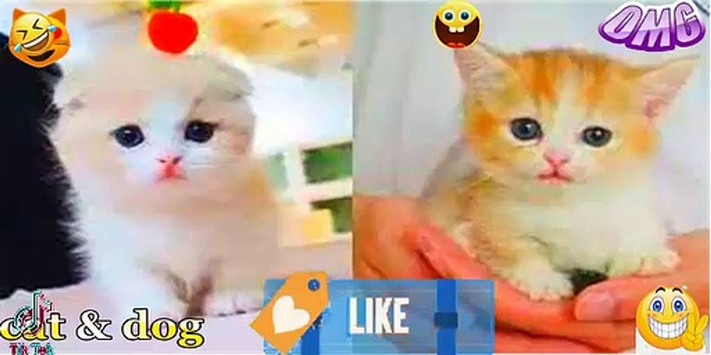 Cute Baby Cats - Funny Cat Videos Compilation - Funniest Cats and Dogs  2022 - cute cat video # (7)