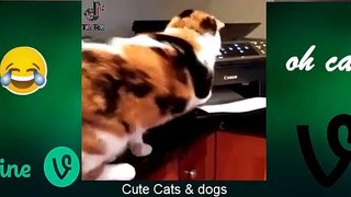 Cute Baby Cats - Funny Cat Videos Compilation - Funniest Cats and Dogs  2022 - cute cat video # (8)