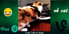 Cute Baby Cats - Funny Cat Videos Compilation - Funniest Cats and Dogs  2022 - cute cat video # (8)