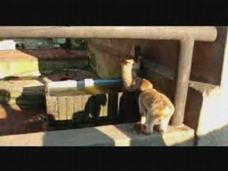 Détroit de Gibraltar