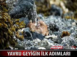 YAVRU GEYİĞİN İLK ADIMLARI