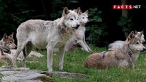 Best about wolf life“ amazing wolf ky bary my facts