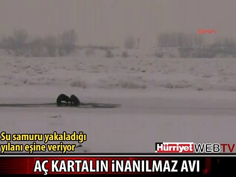 VAHŞİ KARTALIN İNANILMAZ AVI