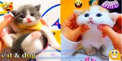 Cute Baby Cats - Funny Cat Videos Compilation - Funniest Cats and Dogs  2022 - cute cat video # (2)