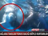 AĞLARA TAKILAN YUNUSU BÖYLE KURTARDILAR