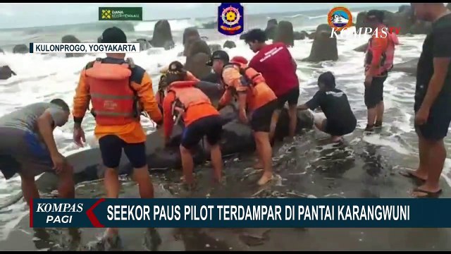 Paus Pilot Sepanjang 3 Meter Terdampar di Pantai Karangwuni dalam Keadaan lemas dan Terluka