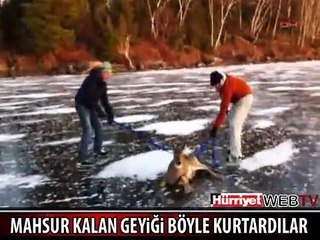 BUZ TUTAN GÖLDE MAHSUR KALAN GEYİĞİ BÖYLE KURTARDILAR
