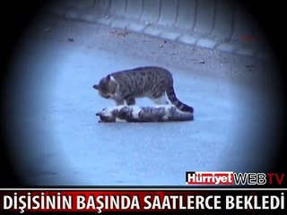 ERKEK KEDİ ÖLEN DİŞİSİNİN BAŞINDA SAATLERCE BEKLEDİ