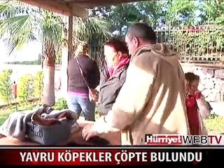 HAYVANSEVERLER YAVRU KÖPEKLERİ ÇÖPE ATANIN PEŞİNDE