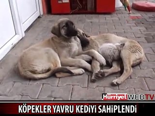 KÖPEKLER YAVRU KEDİYİ BÖYLE SAHİPLENDİ