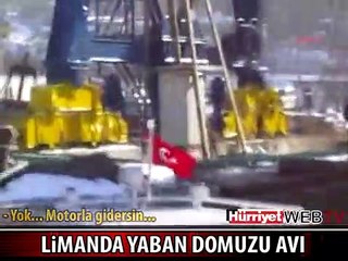 İNEBOLU LİMANI'NDA DOMUZ AVI